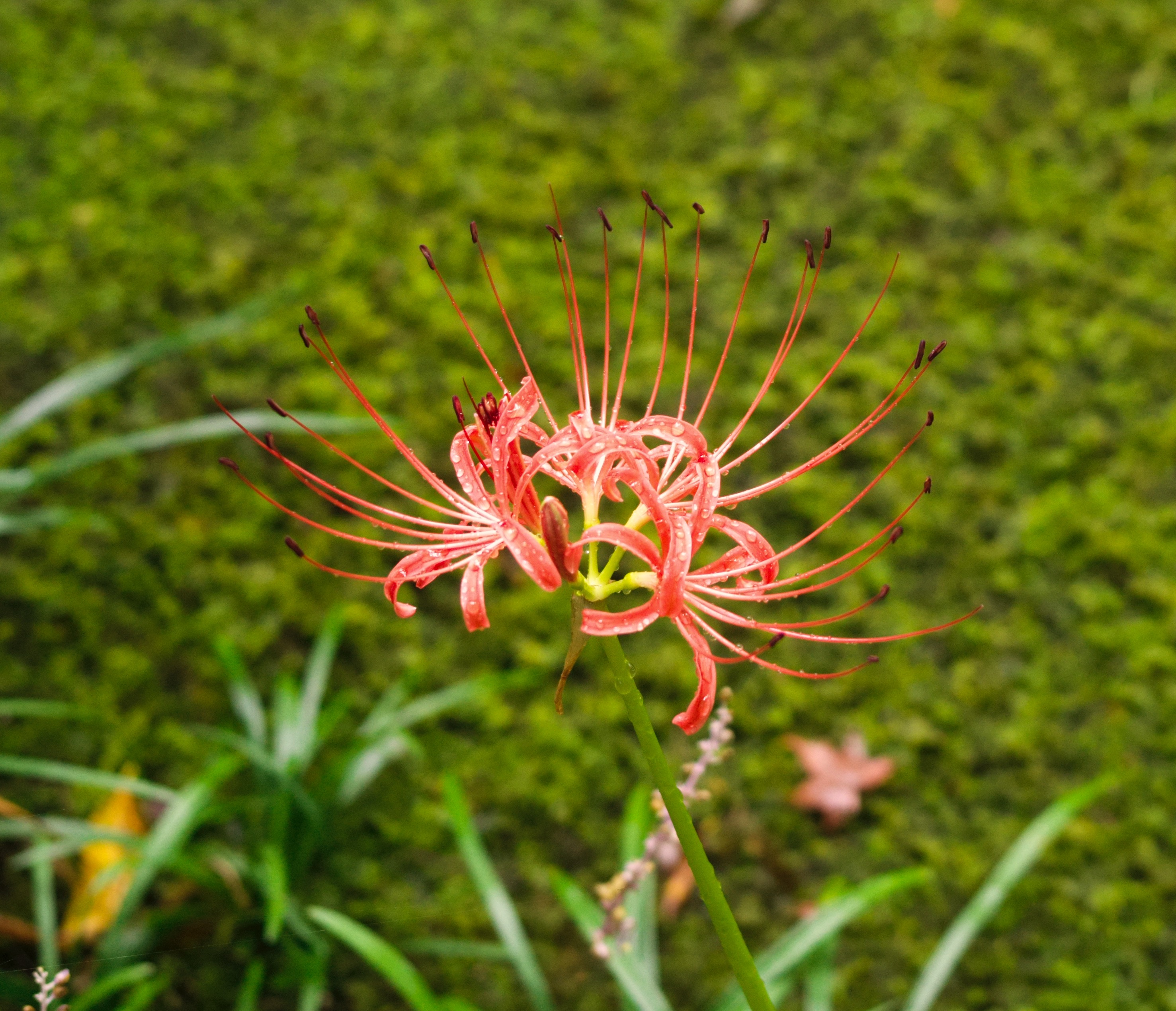Japan, 22 Sep 2024