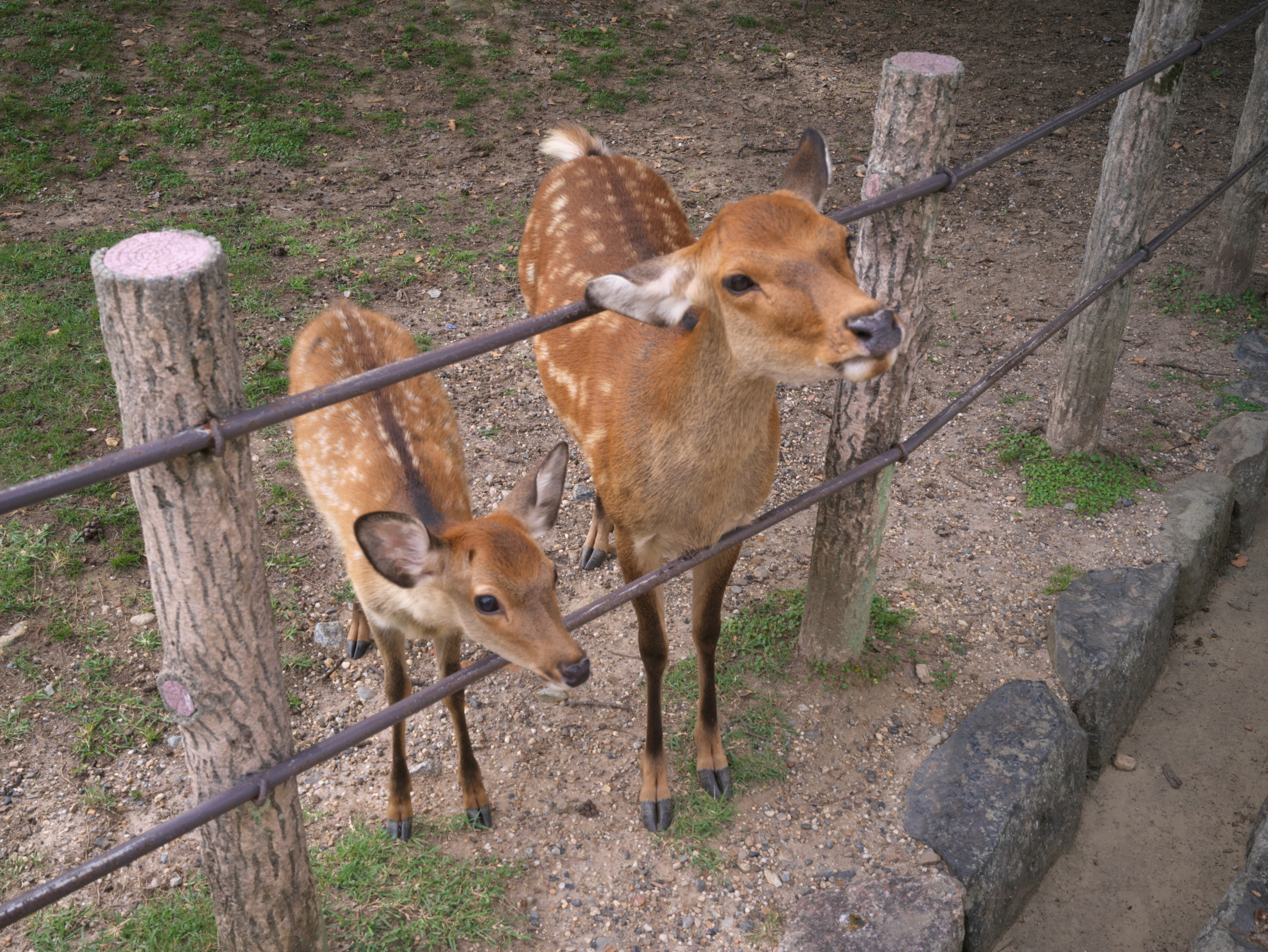 Japan, 25 Sep 2024
